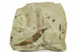 Fossil Leaf and Horsetail Plate - Green River Formation, Utah #368735-1